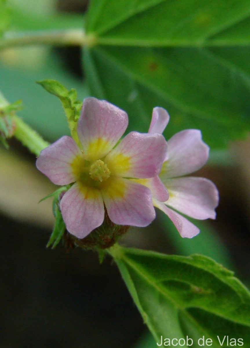 Melochia corchorifolia L.
